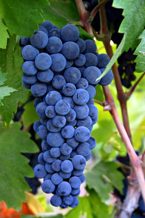 Vollreife Zinfandel-Trauben